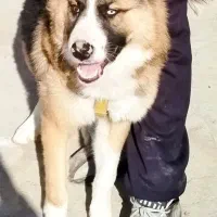 سگ نگهبان .آموزش دیده.