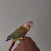 گرینچیک ماده