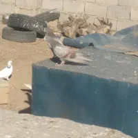 کبوتر