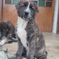 سگ قدرجونی توله|سگ|رشت, چمارسرا|دیوار