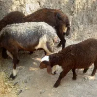یک جفت میش بره داشتی جوان  ماشین خانه وسایل شهرضا