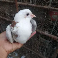 سه تا کبوتر پرشی|پرنده|ساری, |دیوار
