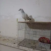 کبوتر|پرنده|بجنورد, |دیوار