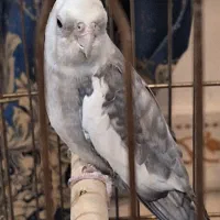 عروس هلندی