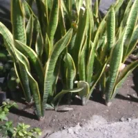 فروش انبوه بوته سانسوریا لب طلایی