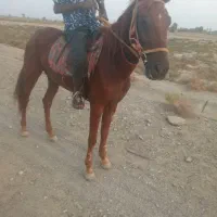 اسب مادیون