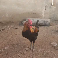 خروس چهل تاچ گلین جوان