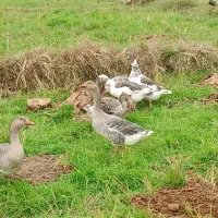 غاز|حیوانات مزرعه|کومله, |دیوار