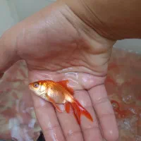 ماهی|ماهی|یزد, |دیوار