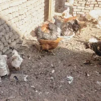 مرغ خروس وبوقلمون|حیوانات مزرعه|نیشابور, سرآب کوشک|دیوار