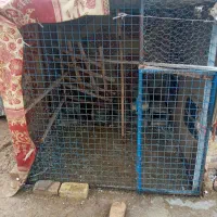 قفس کبوتر نزدیک ۶۰تا خودم حیوان ریختم|لوازم جانبی حیوانات|بشاریات, |دیوار