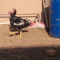 مرغ وخروس درحیوانات مزرعه