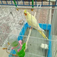 عروس هلندی ماده با قفس