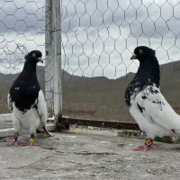 فروش جفت کله درجه یک پرشی