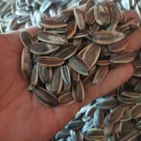 تخمه خوی مستقیم بدون واسطه بازار ولیعصر کرج|عمده‌فروشی|کرج, شهرک شیخ سعدی|دیوار