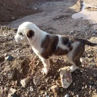 طوله 40روز دو رگ نژاد دار