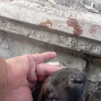 ۲توله ژرمن با مادر|سگ|بهشهر, |دیوار