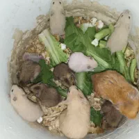 فروش بچه همستر