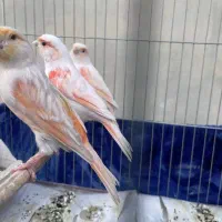 سه جفت قناری نر و ماده موزائیکی