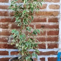 گل اپارتمانی|گل و گیاه طبیعی|سنندج, |دیوار