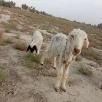 میش زاییده بره نرداره