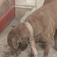 سگ تربیت شده|سگ|فردیس, سرحد آباد|دیوار