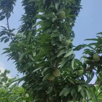 باغ ویلا داخل بافت،لوکیشن عا‌لی *همونی که دنبالشی*|فروش خانه و ویلا|مشهد, لقمانی|دیوار