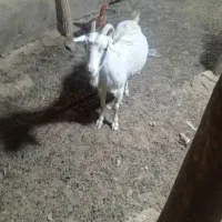 بز سانن جوان|حیوانات مزرعه|آبیک, |دیوار