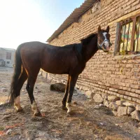 اسب درشورسواری دار