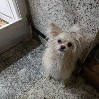 سگ پامر|سگ|قم, زاویه|دیوار