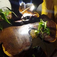 آباژور رستیک دست ساز|چراغ خواب و آباژور|اصفهان, مصلی|دیوار