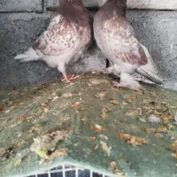 جوجه گره تعادلی