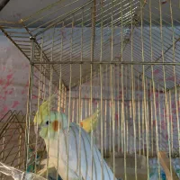 عروس جوان|پرنده|بزینه رود, |دیوار