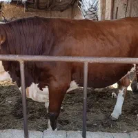 دوراس گوساله پروار سفت