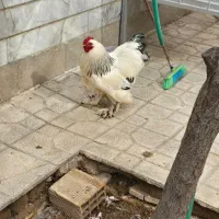 خروس برهما اصیل به شرط