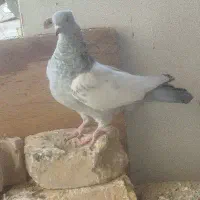 کبوتر سینه آبی|پرنده|مرودشت, فرهنگ|دیوار