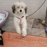 سگ پا کوتاه