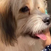 سگ شیتزو اشپیتز