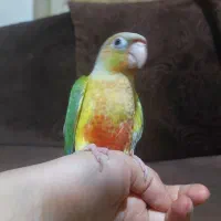 گرینچیک فول رام