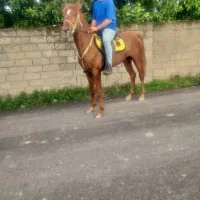 اسب نریون ۶ دانگ‌