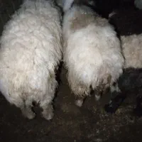 گوسفند فروش بره