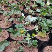 بوته توت فرنگی