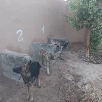 فروش فوری  دو قلاده خراسانی