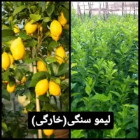 فروش انواع نهال مرکبات و سیاه درخت|خدمات باغبانی و درختکاری|شیراز, شهرک مدرس|دیوار