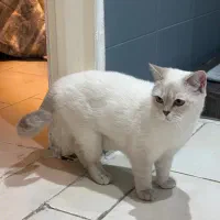 واگذاری گربه بریتیش|گربه|تهران, منیریه|دیوار