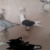پرنده
