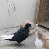 جوجه زاق دم سفید نر