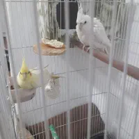 یک جفت عروس هلندی