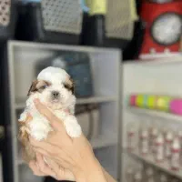 شیتزو نر و ماده