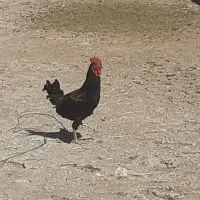 خروس محلی سیاه|حیوانات مزرعه|کرمان, |دیوار